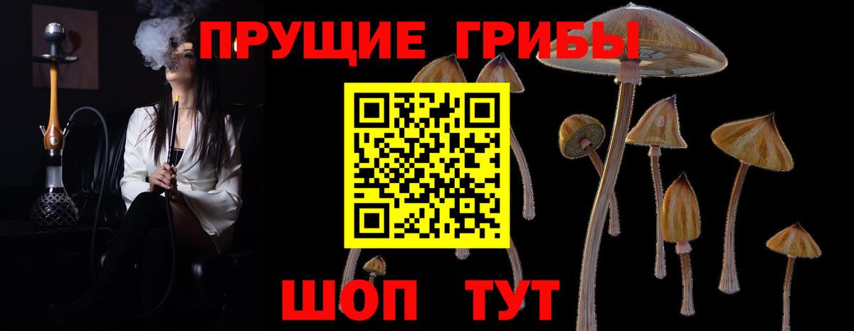 Галлюциногенные грибы Psilocybine cubensis  Псилоцибиновые грибы прущие грибы  Великие Луки  Вход с VPN 